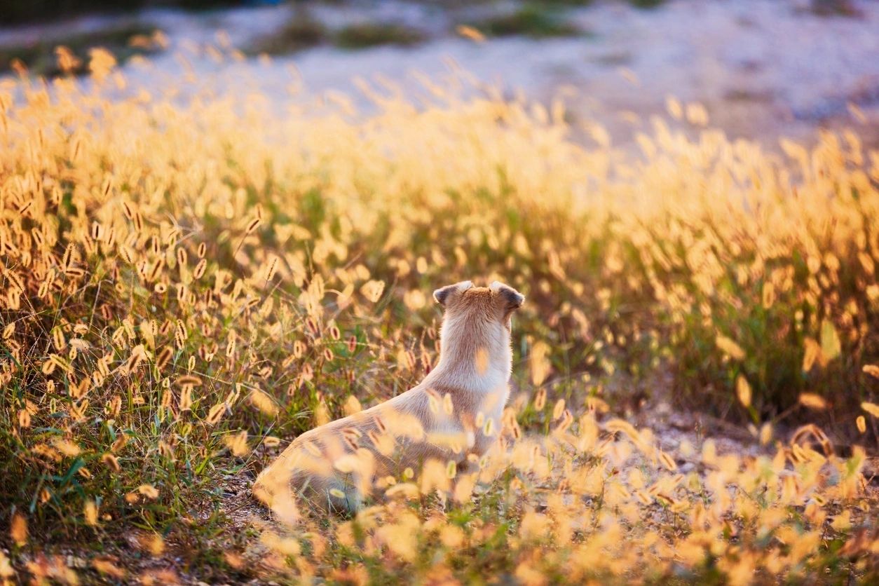 How to Protect Your Pets from Foxtail Weeds?